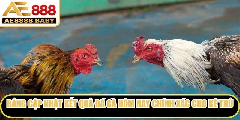 Bảng cập nhật kết quả đá gà hôm nay chính xác cho kê thủ