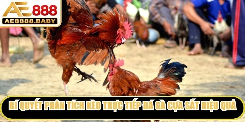 Bí quyết phân tích kèo trực tiếp đá gà cựa sắt mang lại hiệu quả cực kỳ cao
