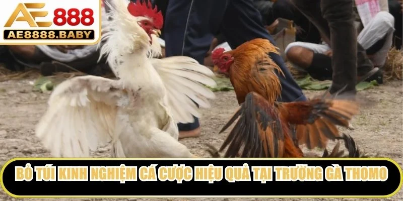 Bỏ túi kinh nghiệm cá cược hiệu quả tại trường gà Thomo