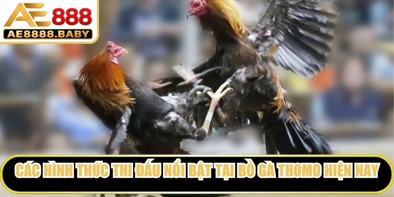 Các hình thức thi đấu nổi bật tại bồ gà Thomo hiện nay