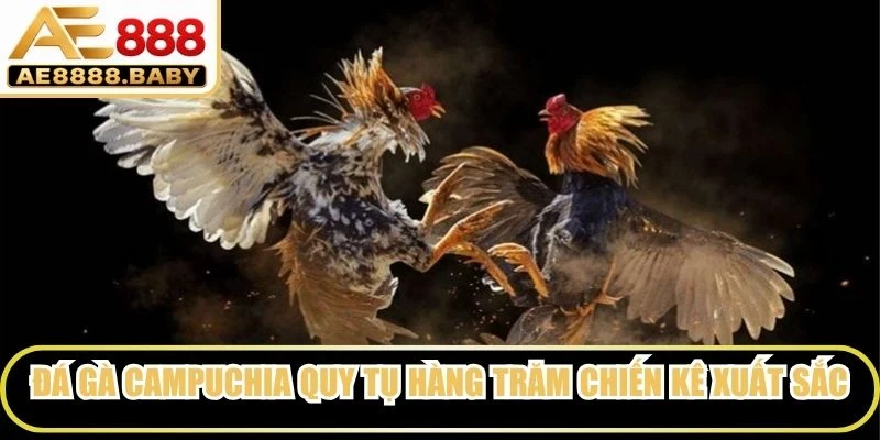Đá gà Campuchia quy tụ hàng trăm chiến kê xuất sắc nhất hiện nay