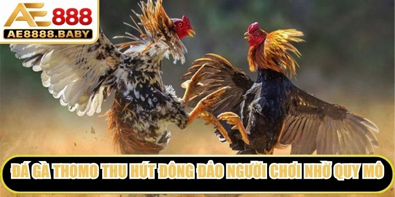 Đá gà Thomo thu hút đông đảo người chơi nhờ quy mô chuyên nghiệp