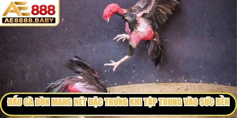 Đá gà đòn trực tiếp mang nét đặc trưng riêng khi tập trung vào sức bền