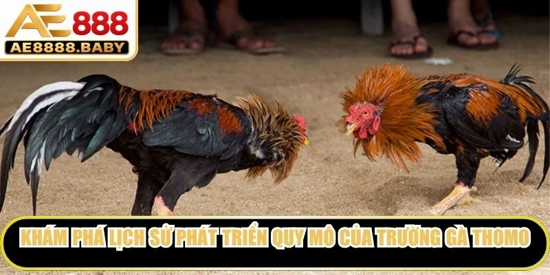 Khám phá lịch sử phát triển quy mô của trường gà Thomo