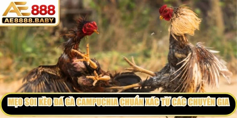 Mẹo soi kèo đá gà Campuchia chuẩn xác từ các chuyên gia hàng đầu