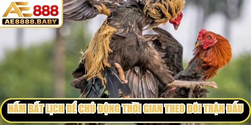 Nắm bắt lịch để chủ động thời gian theo dõi trận đấu