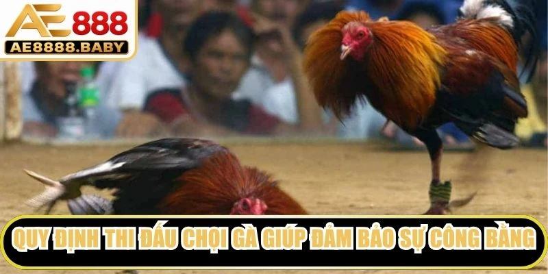 Quy định thi đấu chọi gà giúp đảm bảo sự công bằng tuyệt đối