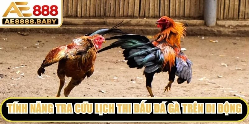 Tính năng tra cứu lịch thi đấu đá gà trên thiết bị di động vượt trội