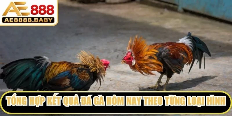 Tổng hợp kết quả đá gà hôm nay theo từng loại hình thi đấu