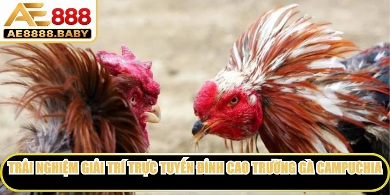 Trải nghiệm giải trí trực tuyến đỉnh cao trường gà Campuchia