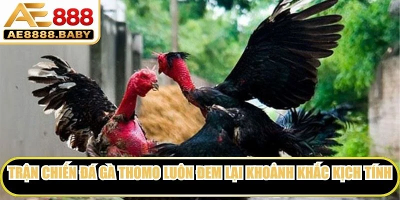 Trận chiến đá gà Thomo luôn đem lại những khoảnh khắc kịch tính nhất