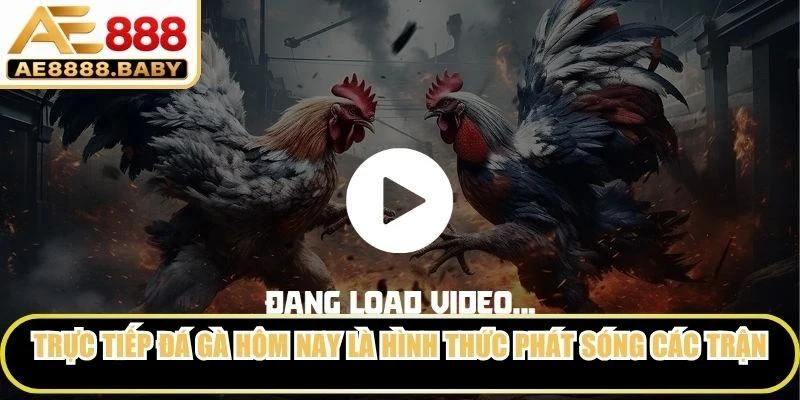 Trực tiếp đá gà hôm nay là hình thức phát sóng các trận đang diễn ra trong ngày