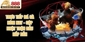 Trực Tiếp Đá Gà Hôm Nay
